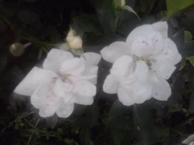 P210912_15.41_[08] - flori de gradina 2012-2