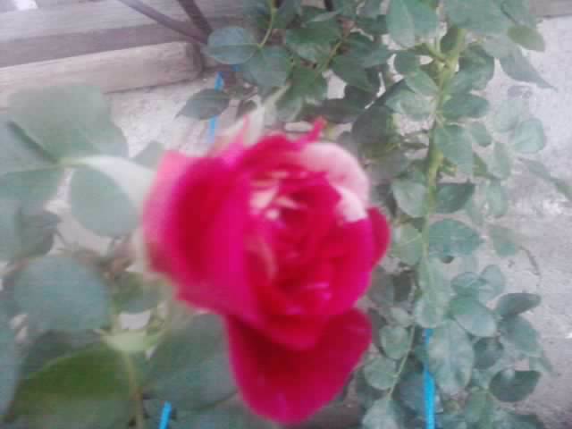 P210912_15.42_[02] - flori de gradina 2012-2