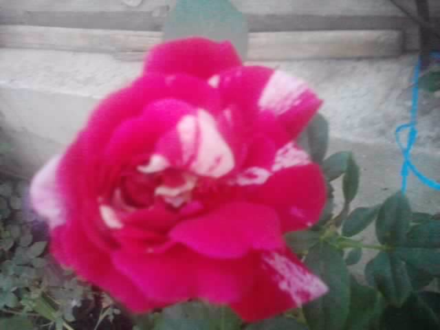 P210912_15.42_[03] - flori de gradina 2012-2