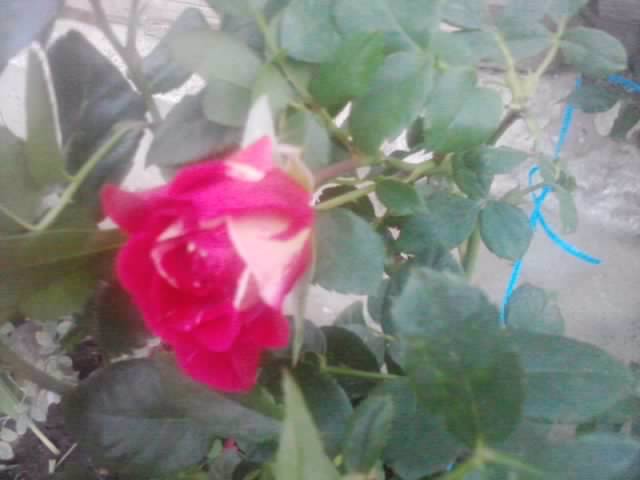 P210912_15.42_[04] - flori de gradina 2012-2