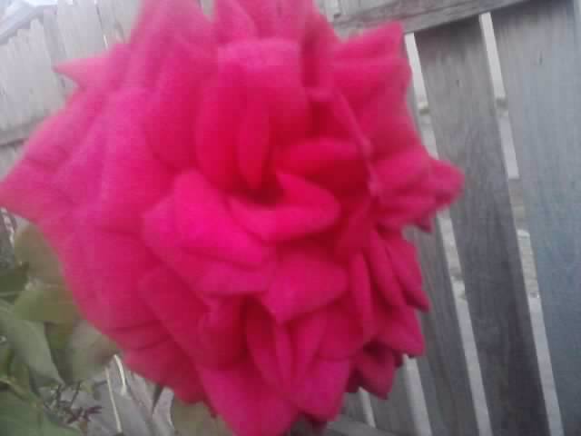 P210912_15.43 - flori de gradina 2012-2