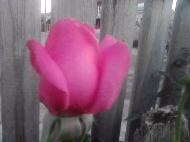 P210912_15.43_[02] - flori de gradina 2012-2