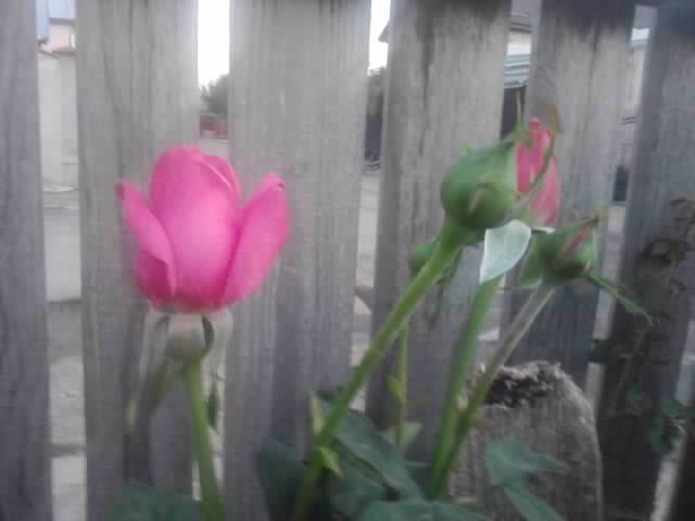 P210912_15.43_[03] - flori de gradina 2012-2