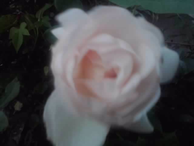 P210912_15.45 - flori de gradina 2012-2