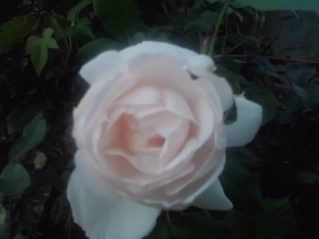 P210912_15.45_[01] - flori de gradina 2012-2