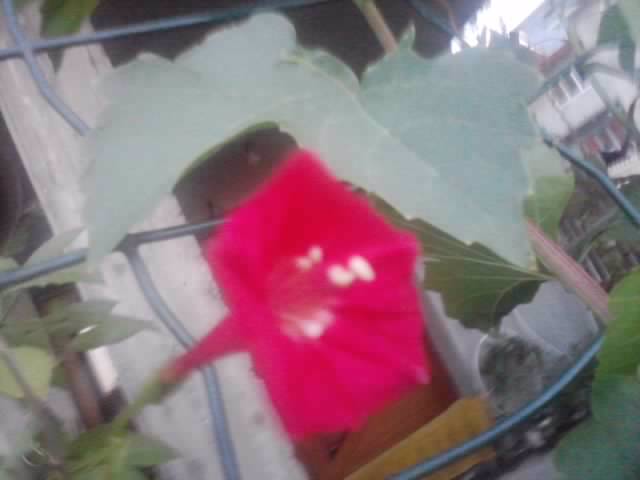 P210912_15.48_[03] - flori de gradina 2012-2