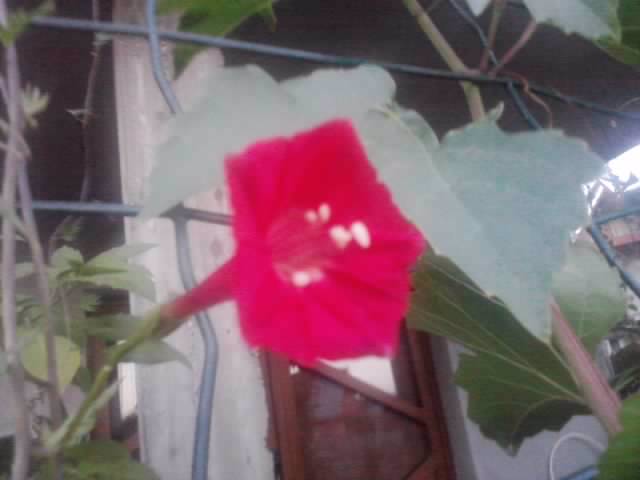 P210912_15.48_[04] - flori de gradina 2012-2