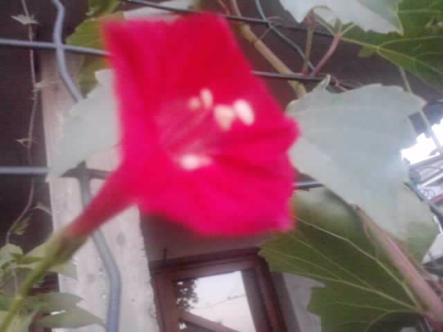 P210912_15.48_[05] - flori de gradina 2012-2