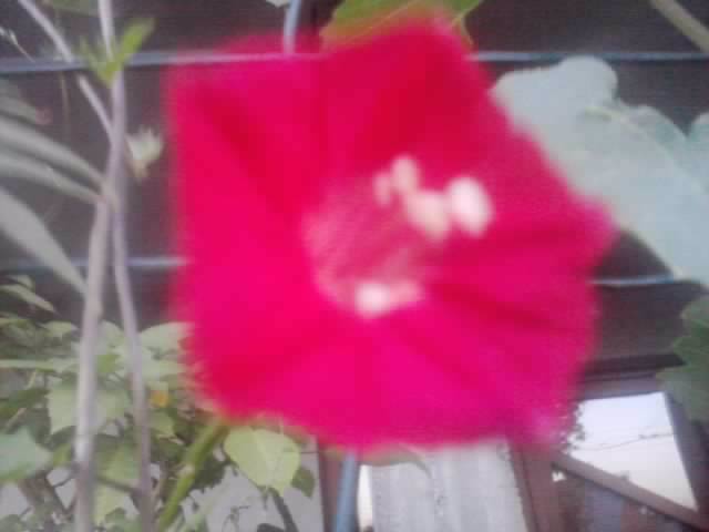 P210912_15.48_[06] - flori de gradina 2012-2