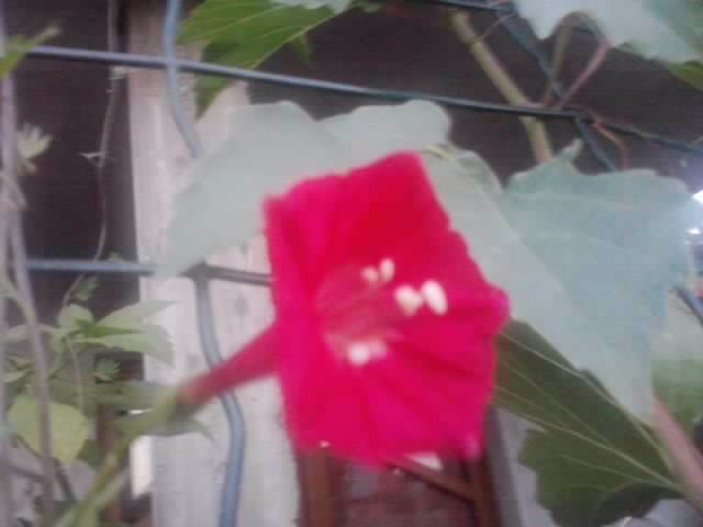 P210912_15.48_[07] - flori de gradina 2012-2