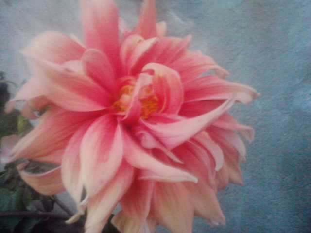 P210912_15.49_[01] - flori de gradina 2012-2