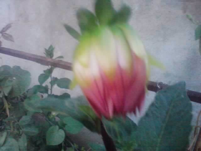 P210912_15.49_[02] - flori de gradina 2012-2