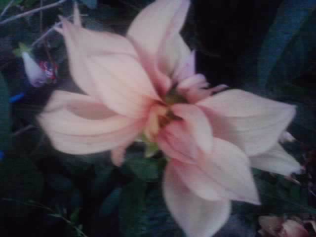 P210912_15.50_[01] - flori de gradina 2012-2