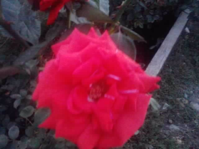 P210912_15.51_[03] - flori de gradina 2012-2