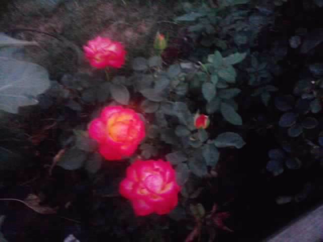 P210912_15.51_[05] - flori de gradina 2012-2