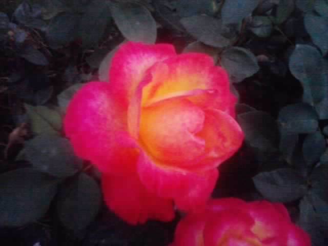 P210912_15.51_[06] - flori de gradina 2012-2