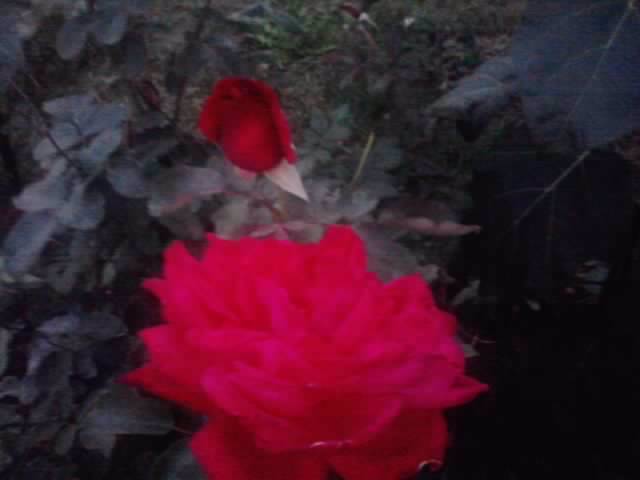 P210912_15.52_[01] - flori de gradina 2012-2