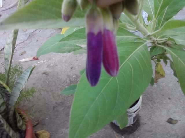 diferenta la culoare dintre un - flori de gradina 2012-2