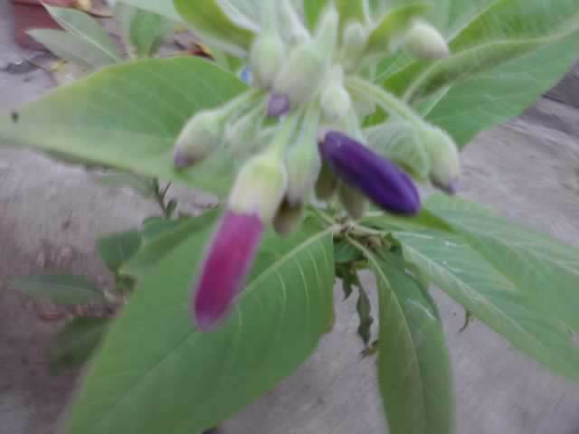 un bobocel mov si unul rubin