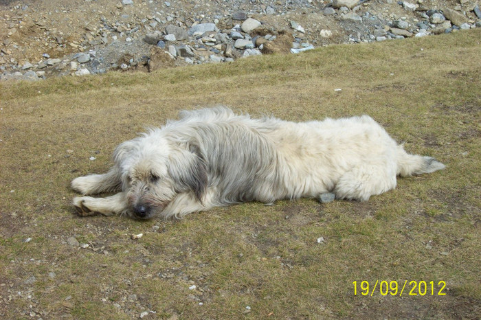 UN DULAU DE PE TRANSALPINA .