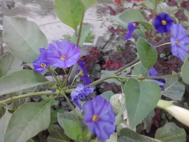 P220912_21.30_[05] - flori de gradina 2012-2