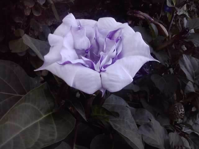 P220912_21.31 - flori de gradina 2012-2