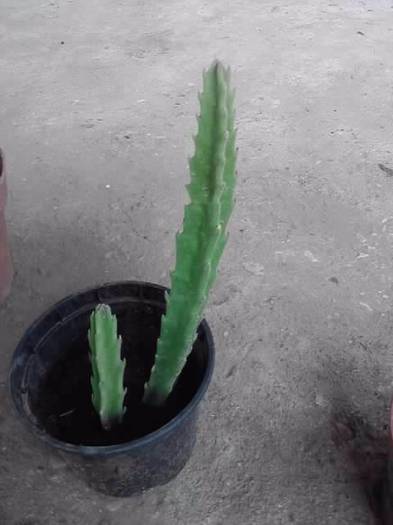 stapelia flavissima -mersi nora - cactusi si suculente