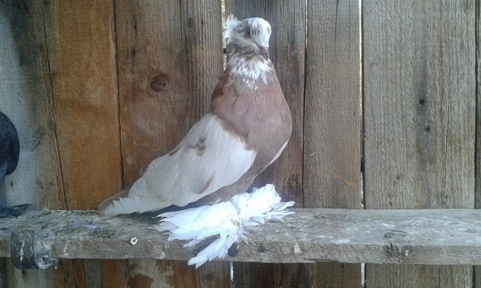 20120925_173647 - Uriasi Maghiar