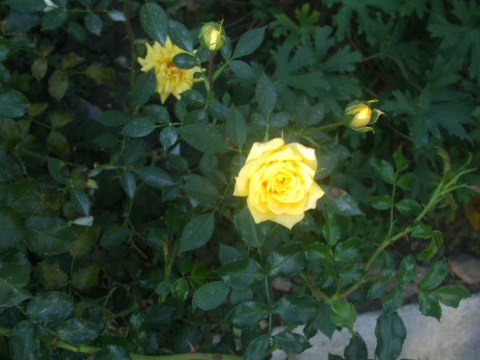 flori 2012 1243 - vara 2012