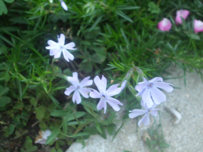 flori 2012 1236