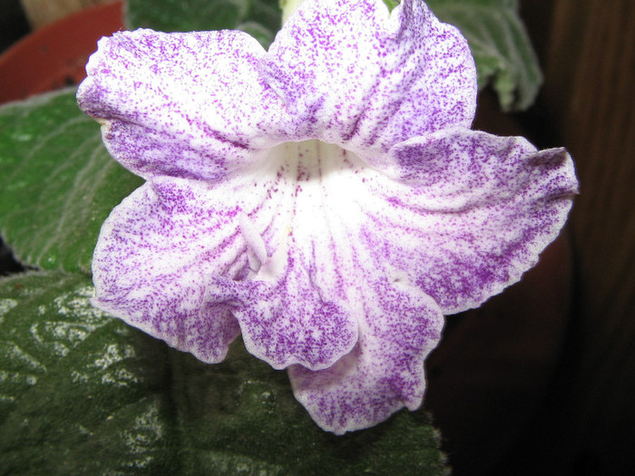 IMG_6964 - Streptocarpus