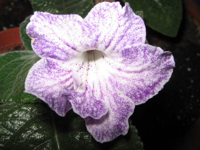 IMG_6967 - Streptocarpus