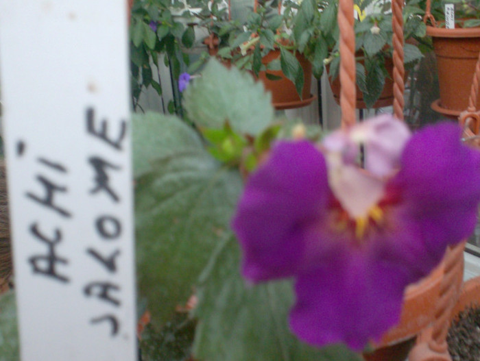 HPIM4728 - Flori la sfarsit de septembrie 2012