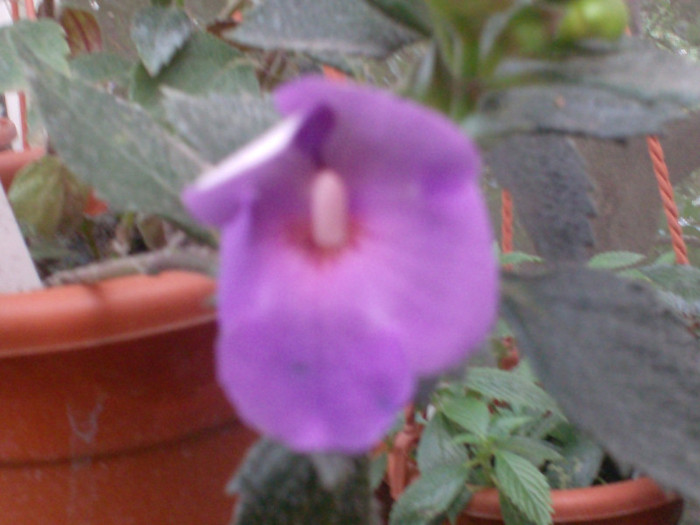 achimenes