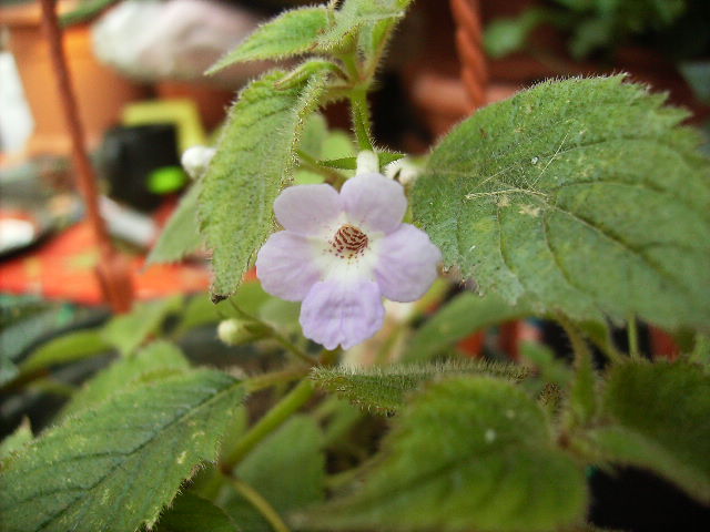 achimenes - Flori la sfarsit de septembrie 2012