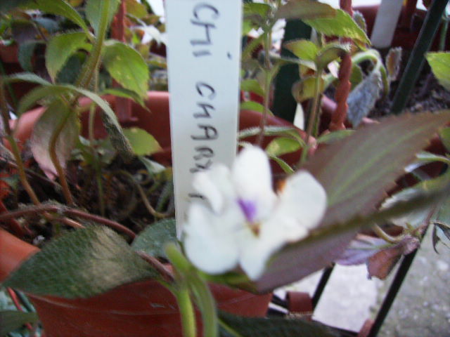 HPIM5514 - Flori la sfarsit de septembrie 2012