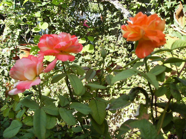 trandafiri - Flori la sfarsit de septembrie 2012