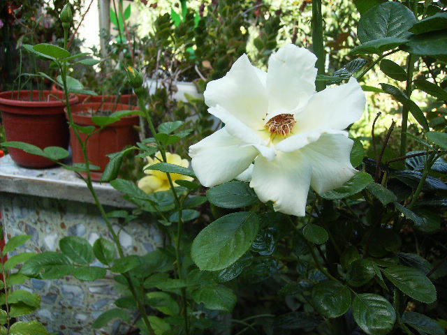 trandafir - Flori la sfarsit de septembrie 2012