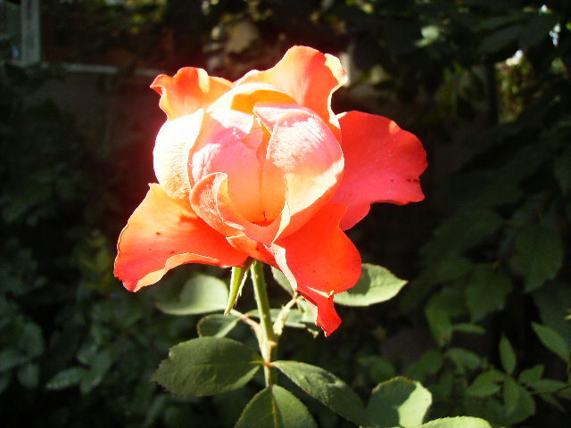 trandafir - Flori la sfarsit de septembrie 2012