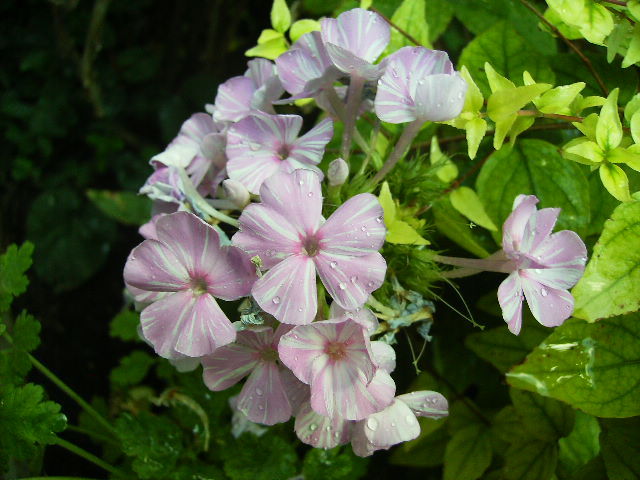 phlox - Flori la sfarsit de septembrie 2012