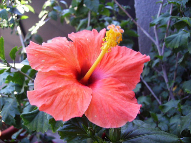 hibiscus - Flori la sfarsit de septembrie 2012