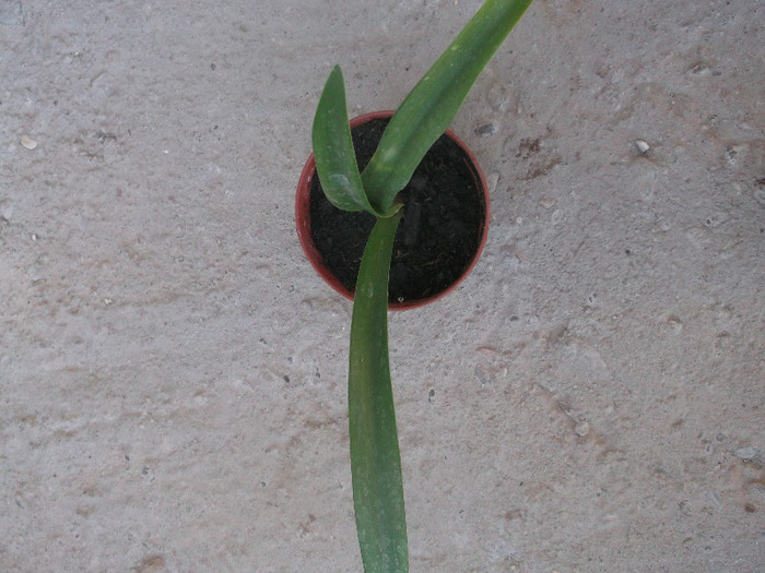 PUI AMARYLLIS