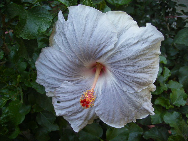 hibiscus - Flori la sfarsit de septembrie 2012