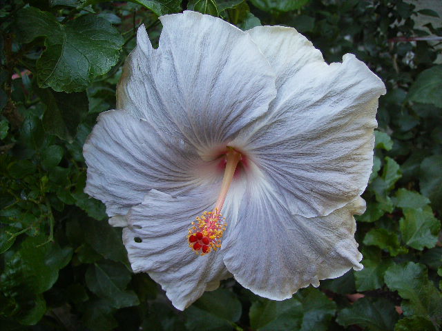 hibiscus