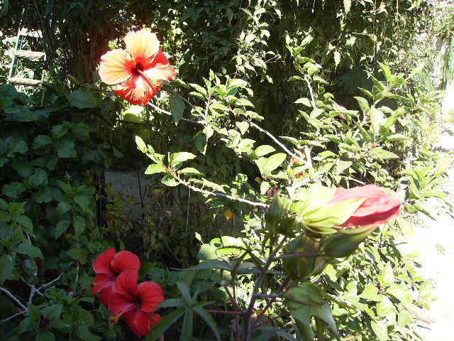 hibiscus - Flori la sfarsit de septembrie 2012
