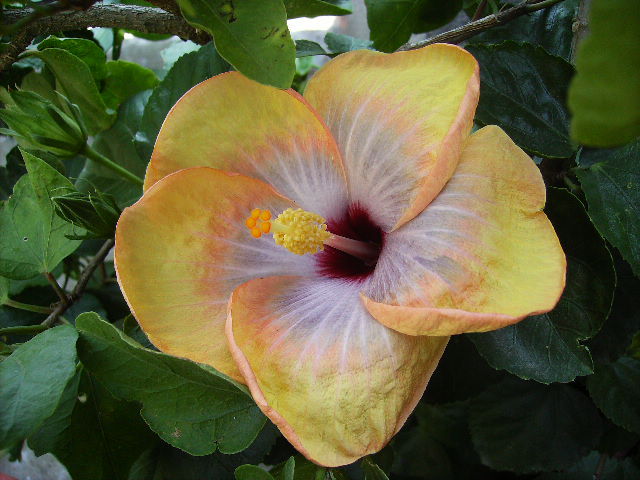 hibiscus