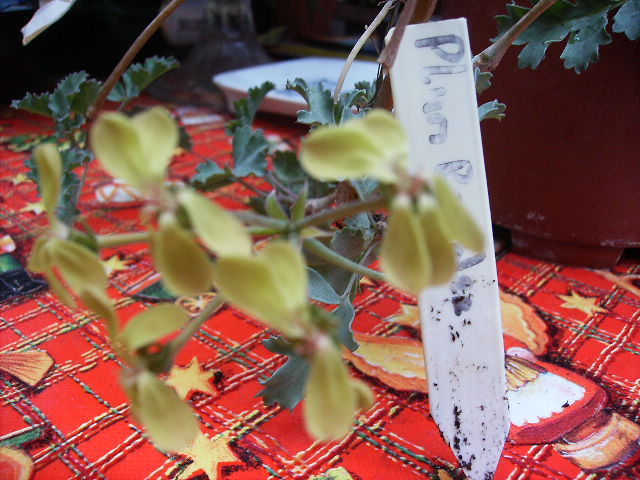 muscata olandeza plum ramble - Flori la sfarsit de septembrie 2012