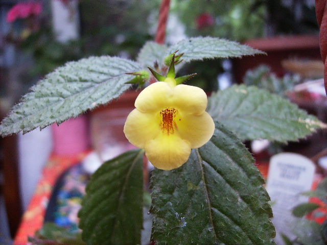achi Yellow beauty