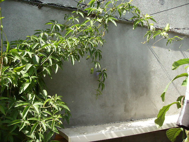 passiflora