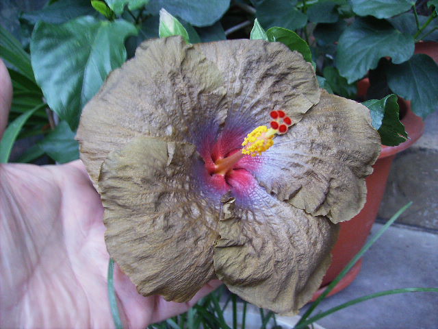 hibiscus